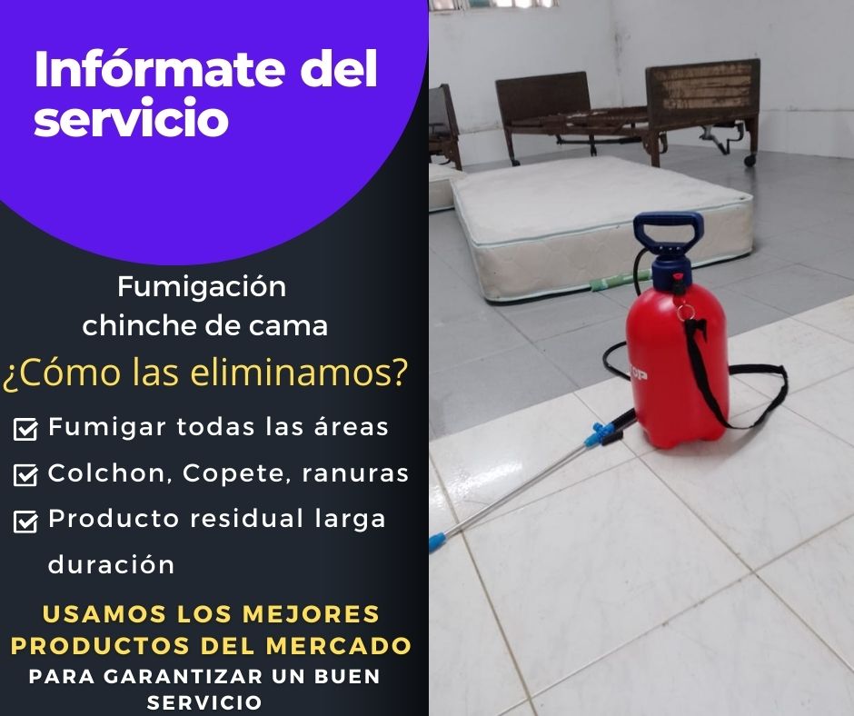 fumigacion chinche de cama