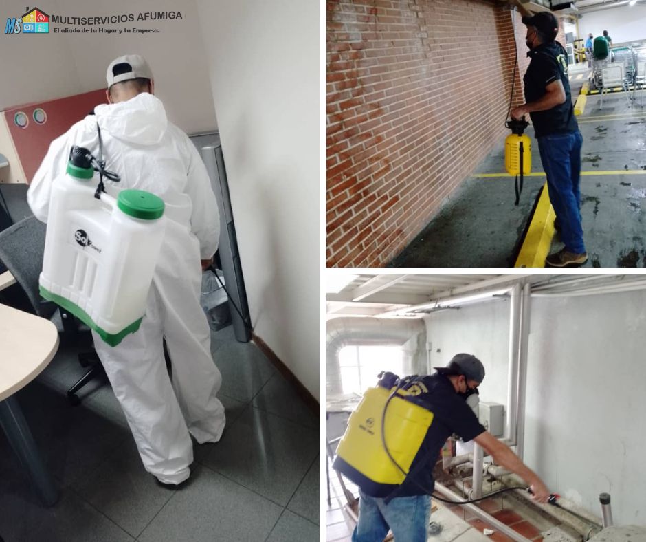 fumigacion de chiripas - Cucarachas